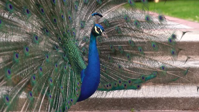 Detalle de un pavo real de pecho azul con las alas abiertas en el Parque del Retiro de Madrid, Espa&ntilde;a. Mayo de 2026.