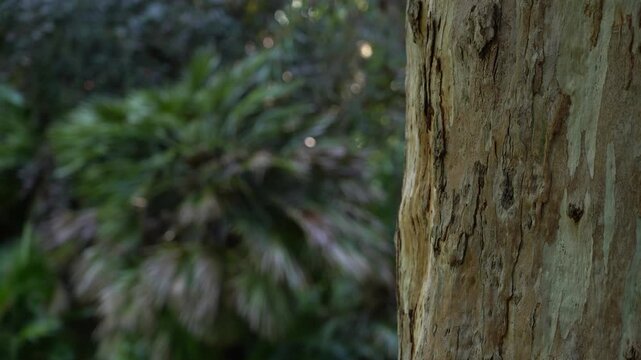 Detalle de la vegetaci&oacute;n del Parque del Retiro de Madrid, Espa&ntilde;a. Mayo de 2026.