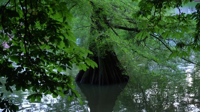 Detalle de la vegetaci&oacute;n del Parque del Retiro de Madrid, Espa&ntilde;a. Mayo de 2026.