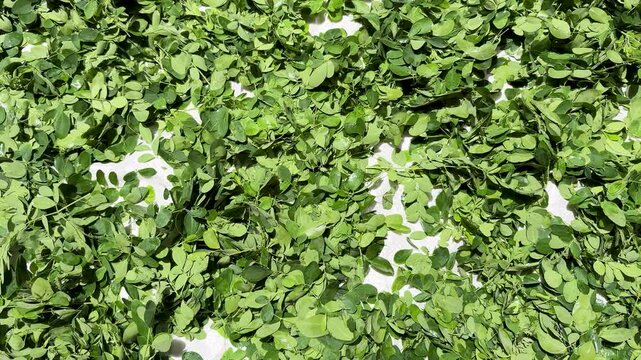 drumstick leaves top view with fresh organic moringa foliage texture drying at sun