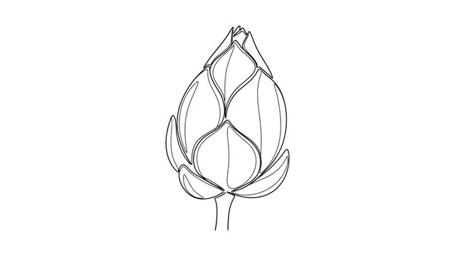 Hand drawn lotus flower bud line art illustration.