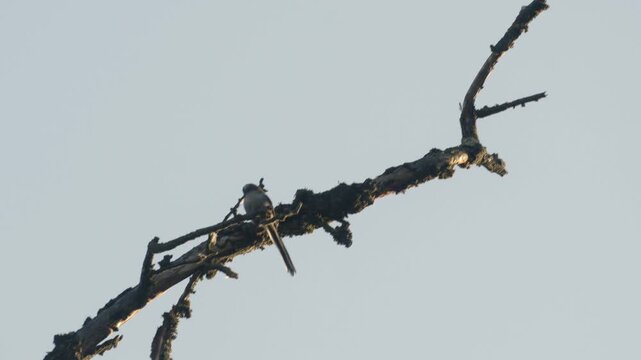 Long-tailed Tit Flying Between Branches &ndash; 4K Slow Motion (100fps), Small Bird Landing and Taking Off, Urfahr