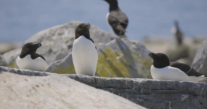 Atlantic puffins socializing on rocky coastal cliffs with grey water in background under overcast light.
