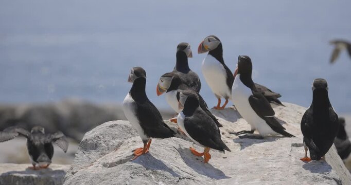 Several Atlantic puffins and Common Murres standing and interacting on a sunlit rocky outcrop overlooking calm coastal waters.