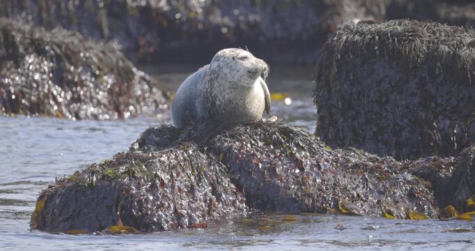 A grey seal lounges on a seaweed-covered rock surrounded by shallow tidal water and rocky coastline.