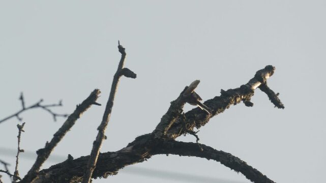 Long-tailed Tit Flying and Ruffling Feathers &ndash; 4K Slow Motion (100fps), Bird Shaking Wings on Branch, Urfahr