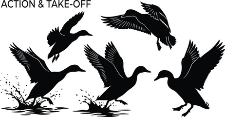 Obraz premium Flying Duck Silhouette Collection with Water Splash Action Poses for Wildlife Hunting and Nature Design Projects