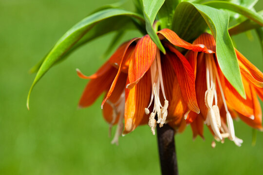 Imperial grouse blooms in the garden in early spring.
