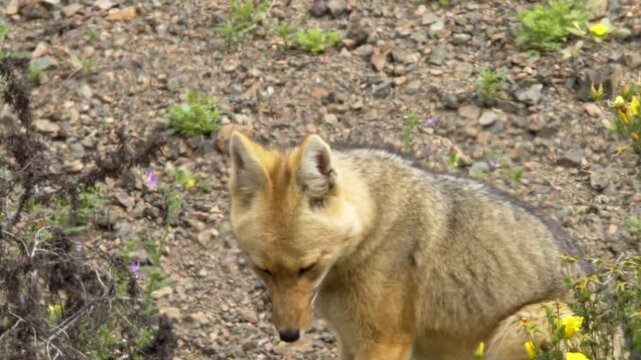 A captivating slow motion medium shot of a wild Culpeo fox resting in the arid Atacama Desert near Paposo Chile with visible heat haze rising from the stony ground