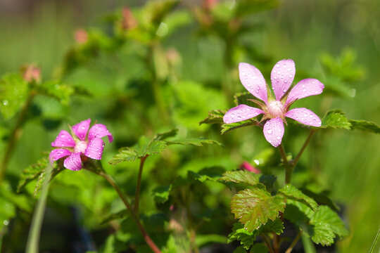 rubus arcticus blooms with beautiful pink flowers in the forest Growing berries in the garden.