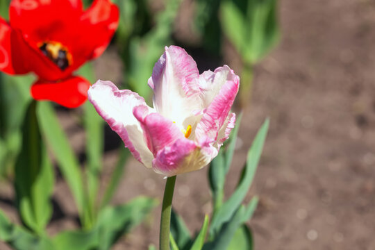 Beautiful red tulips close-up in the garden.