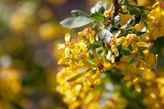 Close-up of a flowering golden currant bush. Beautiful yellow flowers on currant branches.