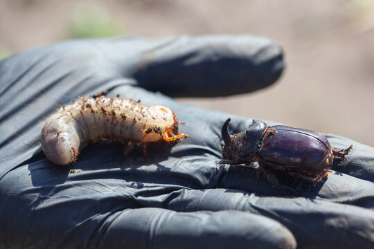 Close-up of a rhinoceros beetle and its larva.