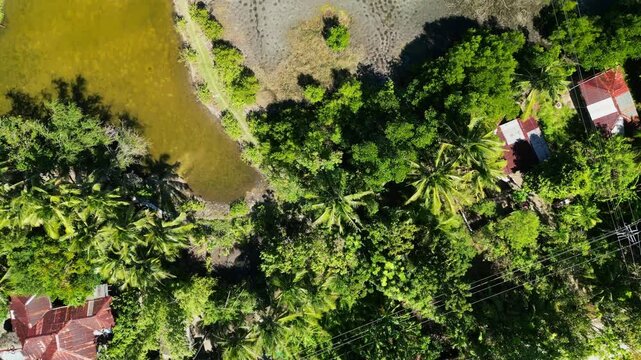 Vibrant aerial top-down shot of tropical landscape in Guimaras, Philippines with dense greenery, mangrove terrain, and rural surroundings