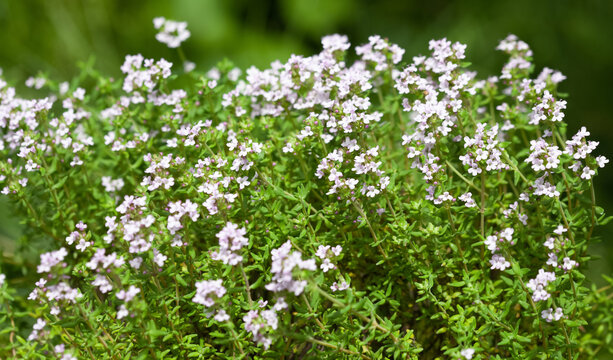 Thyme in a garden bed. Growing fragrant herbs. Medicinal plants