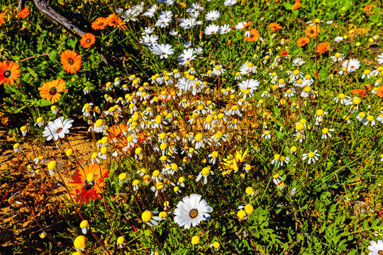 Profusion of multicoloured daisy wildflowers in the countryside on the west coast near Velddrif in the Western Cape, South Africa