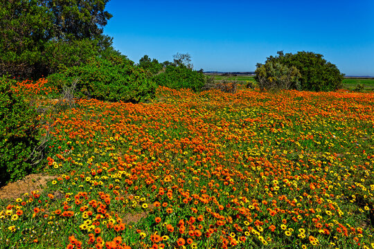 Green farmland covered with orange and yellow daisies in the countryside on the west coast near Velddrif in the Western Cape, South Africa