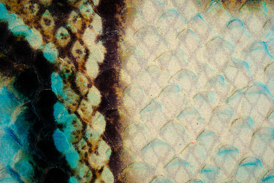 Turquoise reptile leather texture close up with glossy snake scale surface and vintage pattern