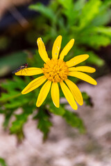 Euryops chrysanthemoides pertenece a la familia Asteraceae. © CarlosHerreros