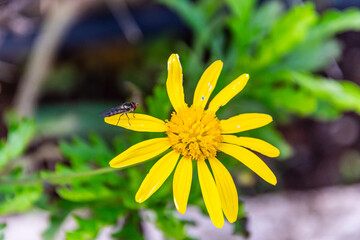 Euryops chrysanthemoides pertenece a la familia Asteraceae. © CarlosHerreros