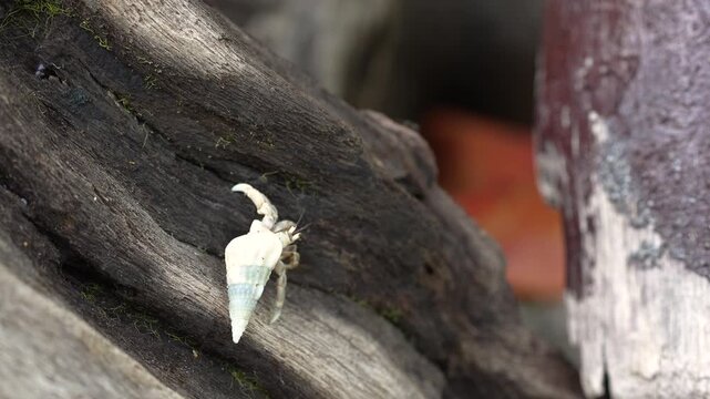 A tiny hermit crab is living in tree timber log at the seaside beach. Animal in nature footage scene with selective focus.