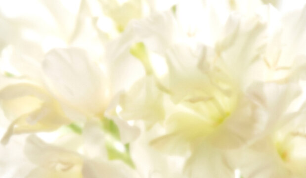 Soft and delicate white flowers create a dreamy, blurred background, evoking a feeling of peace and tranquility in nature.