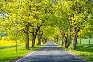 Obraz premium Tree lined road on Ruegen island in Germany during spring season. Travel, transportation and countryside landscape near the Baltic Sea