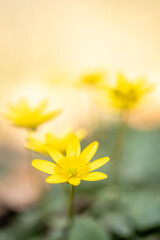 Obraz premium Ficaria verna subsp. verna - lesser Celandine, a beautiful spring bloomer