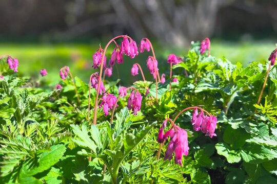 Spring garden elegance featuring pink heart-shaped flowers. A botanical shot of blooming Dicentra eximia, highlighting the delicate texture and vibrant color of these unique perennial blossoms.