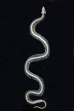 The skeleton of a snake with a beautiful pattern on the body on a black background.  Marine animals, reptiles, ecology.