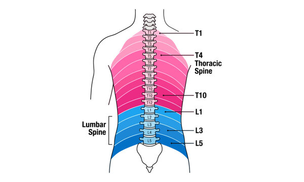 Thoracic and Lumbar Spine Vertebrae Diagram on Human Back