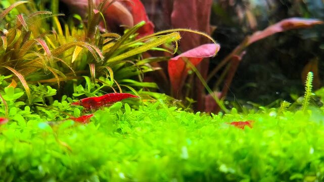 Close up cinematic macro video of red cherry shrimp Neocaridina davidi cleaning algae on driftwood and aquatic plants in freshwater planted aquarium