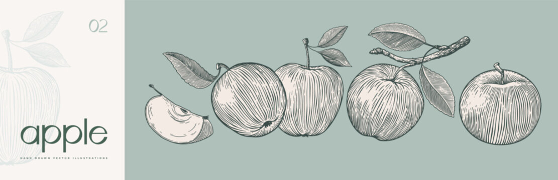 Set of hand-drawn apples in engraving style. Dessert fruits sliced and whole. Design element for markets, shops, cafes, restaurants, packaging. Vintage botanical illustration on background isolated.