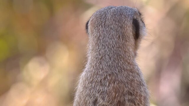 Alert Meerkat Sentinel Standing Guard and Scanning the Horizon in Australia