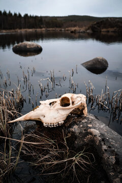 Reindeer skull on rock by lake in Lapland Finland wilderness