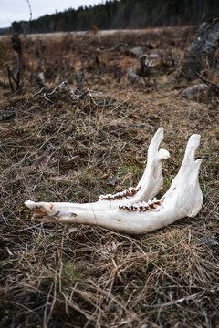 Reindeer jaw bone on ground in wild Lapland nature close up
