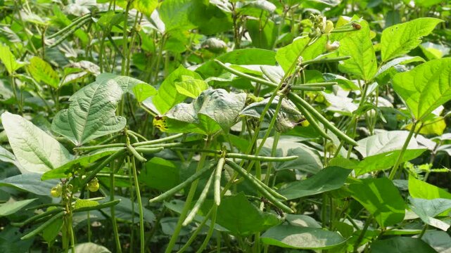 Green mung bean crop filled with seed pods