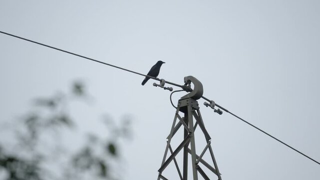 Carrion Crow Perched on Power Line &ndash; 4K Slow Motion (100fps), Black Bird Spreading Tail Feathers, Urfahr Linz