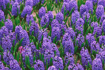 Fototapeta premium Hyacinth flowers growing in a garden bed