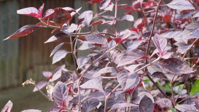 Ornamental plant of Purple Alternanthera Dentata Foliage