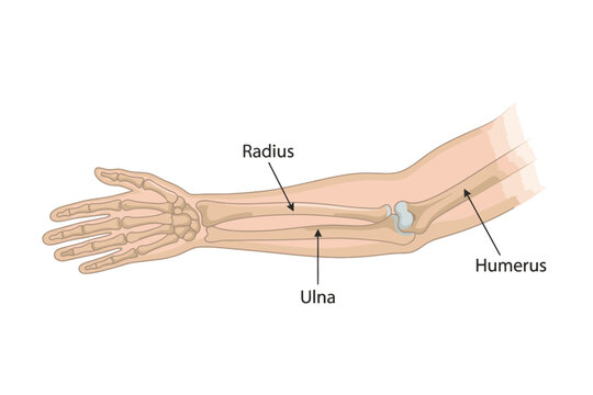 Human Arm Anatomy Diagram with Labeled Radius Ulna and Humerus Bones