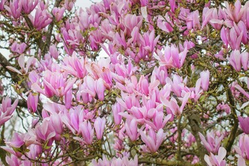 Obraz premium Magnolia flowers covered in frost during early spring in a backyard garden