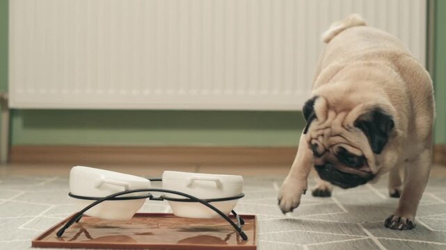Cute pug dog eating from food bowl, enjoying meal at home and showing daily pet feeding routine in a cozy indoor environment