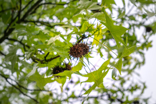 Sweetgum, liquidambar tree or copalm balsam with springtime foliage and seeds, altingiaceae