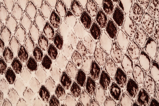 Natural beige python leather texture close up with detailed snake skin scale pattern