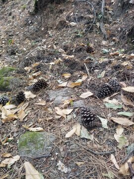 Suelo de bosque de pinos con pi&ntilde;as ca&iacute;das, hojas secas y musgo en el suelo