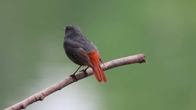 Male plumbeous water redstart bird perching and taking off