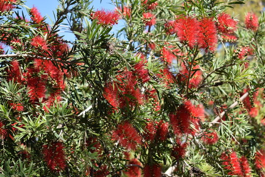 Abundant red bottlebrush flowers blooming on branches in a bright mediterranean garden