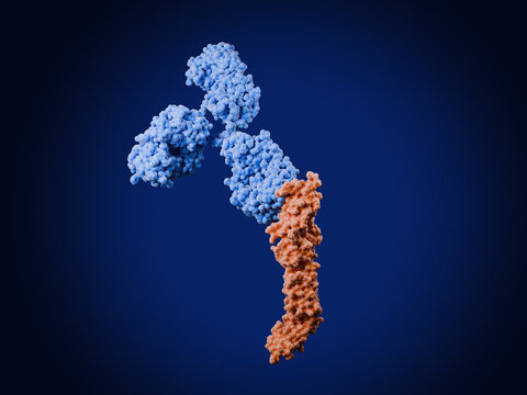 Hantavirus envelope glycoprotein Gc (orange) in complex with a therapeutic antibody (light blue)
