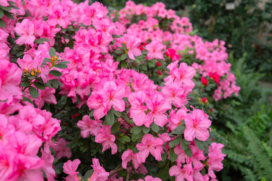 Blooming pink azalias flowers, azalia flowers in a greenhouse